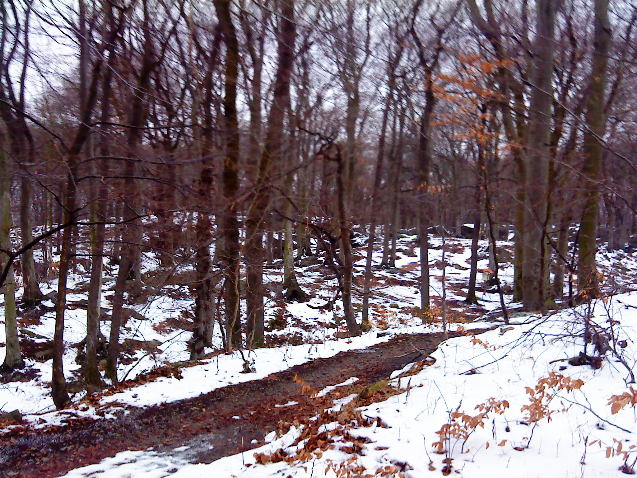 DSC00036.JPG